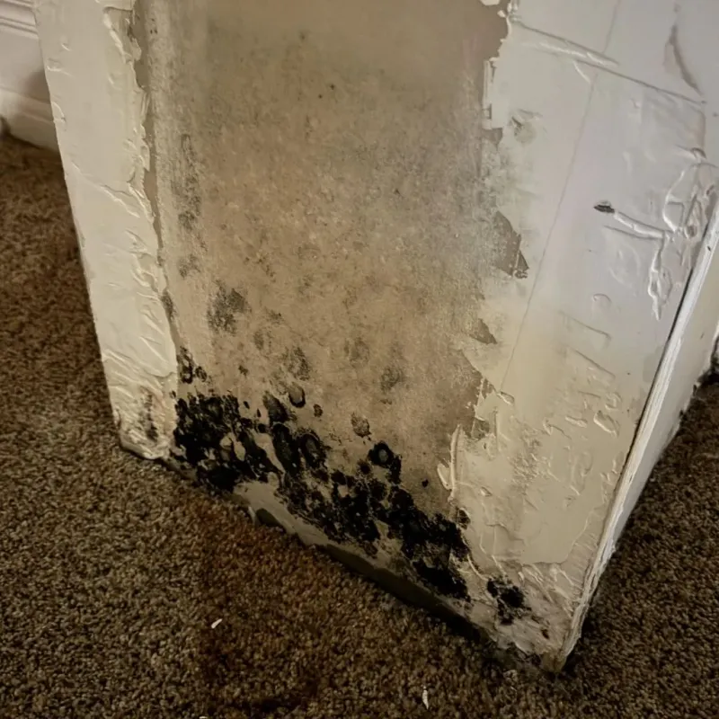 Professional Mold Removal in Rapides Parish, LA